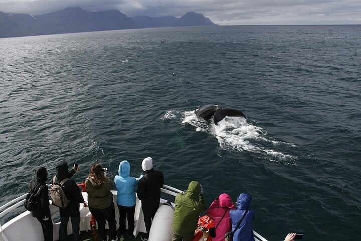 Friends of Moby Dick - Whale Watching 2
